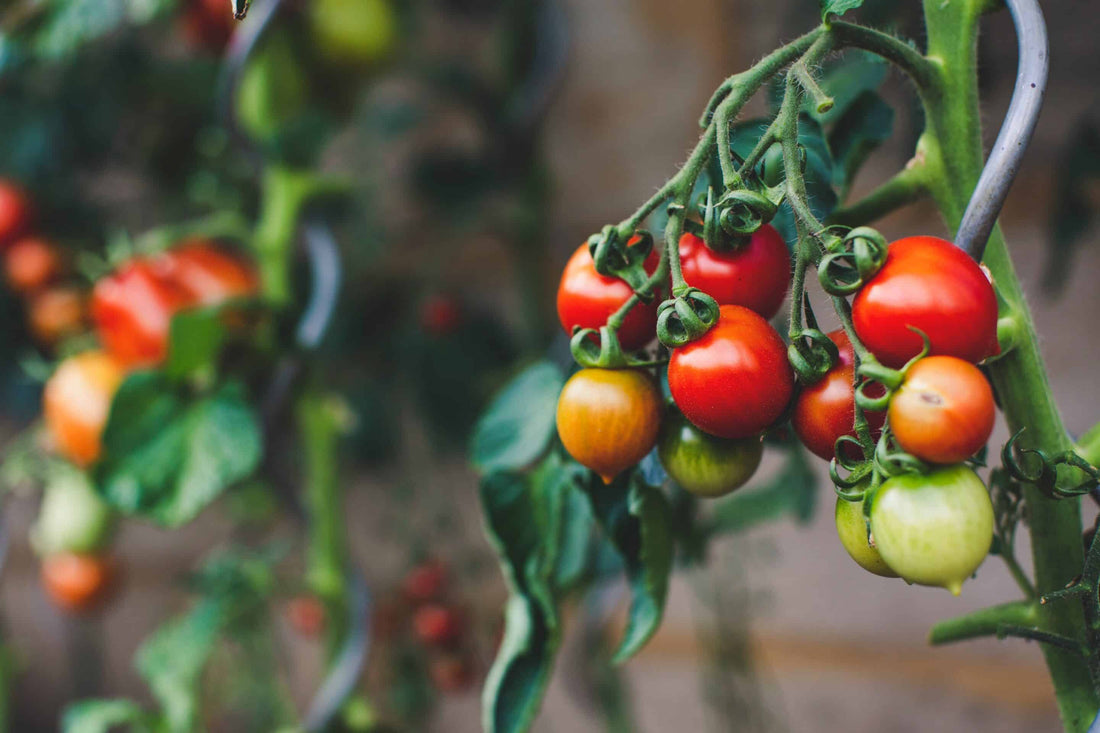 Weighing the Pros and Cons of GMOs in Our Food