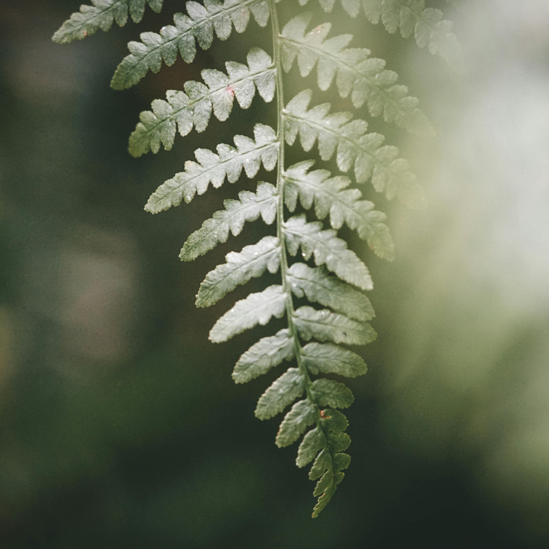 Sustainability & Ecology