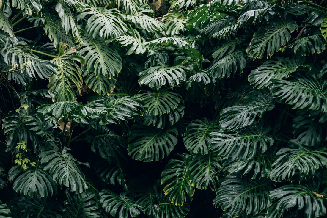 Are Plants Conscious?