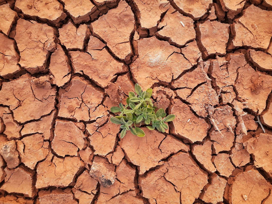 Bringing the Climate Crisis Home