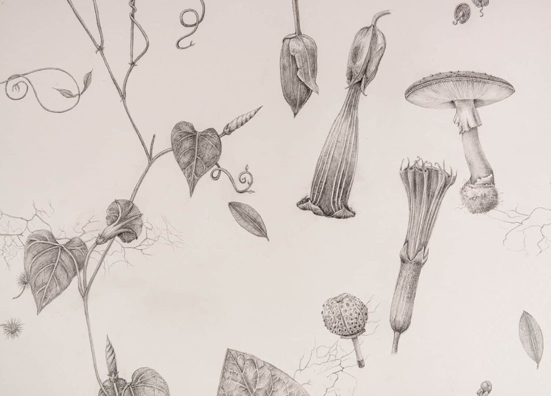 The Botanical Illustrations of Donna Torres: An illustrative journey into The Nature of Drugs