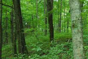 Forests For Our Future