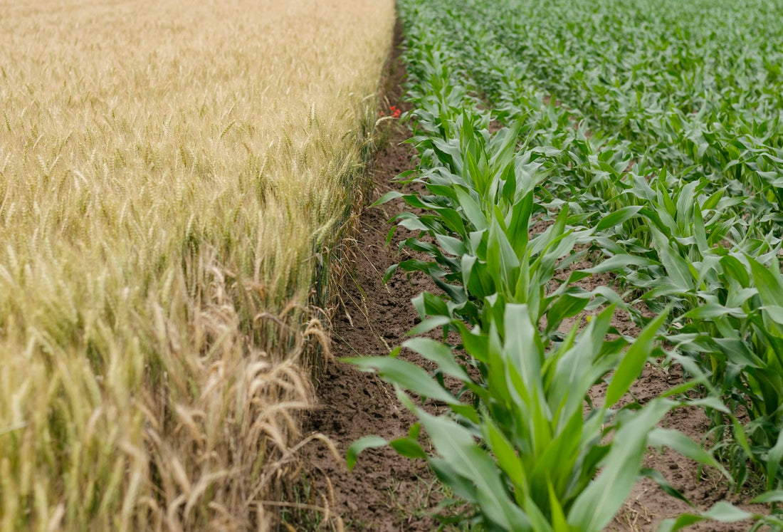 Biopiracy: When Corporations Patent Nature