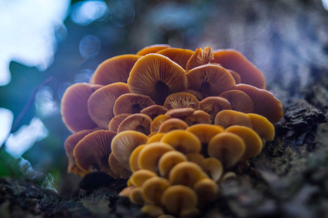 Ecodelics: Can psychedelics make you more ecologically-conscious?