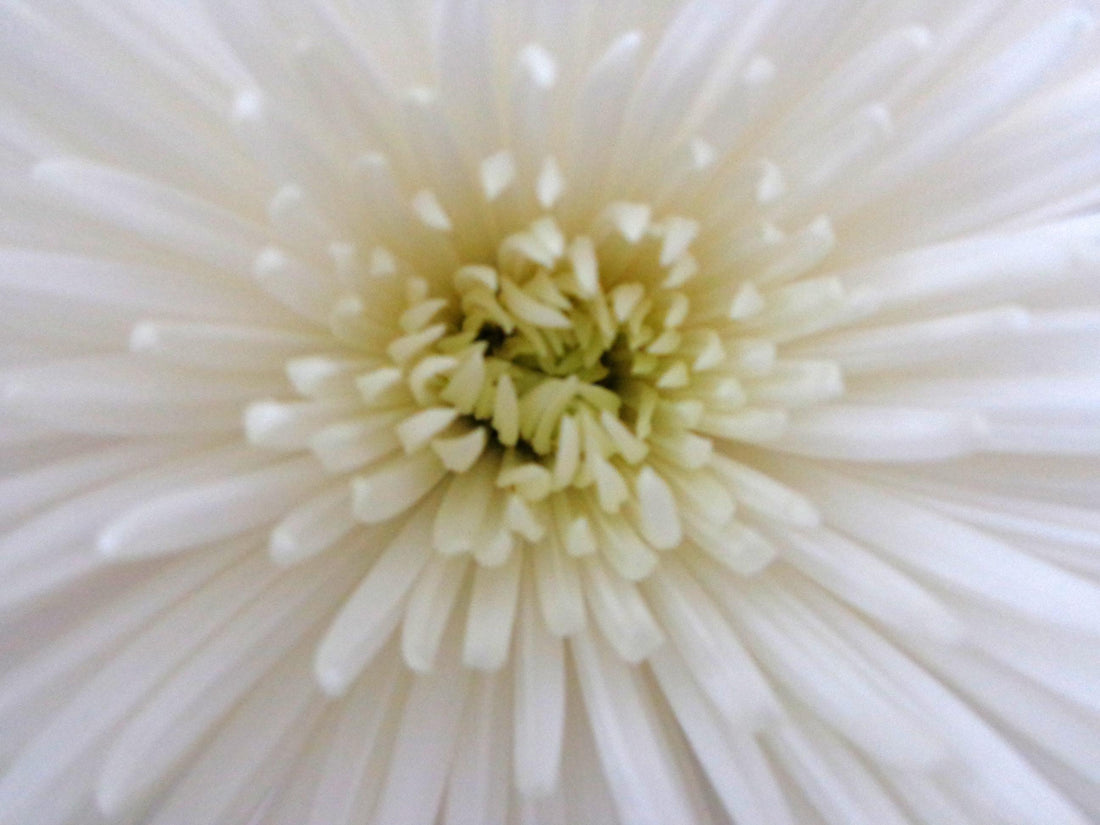 Spring 2015 Newsletter