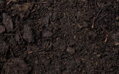 2015: International Year of The Soils