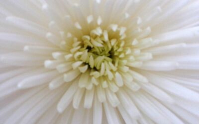 Spring 2015 Newsletter