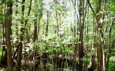 On the Side of Nature: An Age of Human Stewardship & Bioeconomics