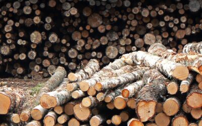 Interview With Tony Juniper: ‘No Nature, No People’