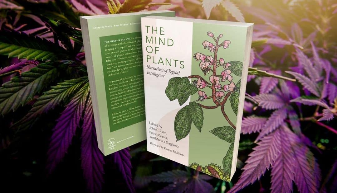 The Mind of Plants excerpt: Cannabis