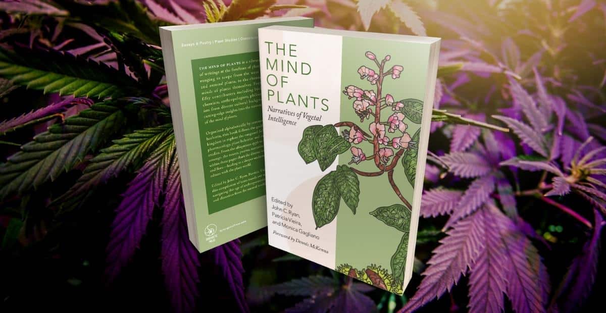 Mind of Plants_Cannabis_featured image