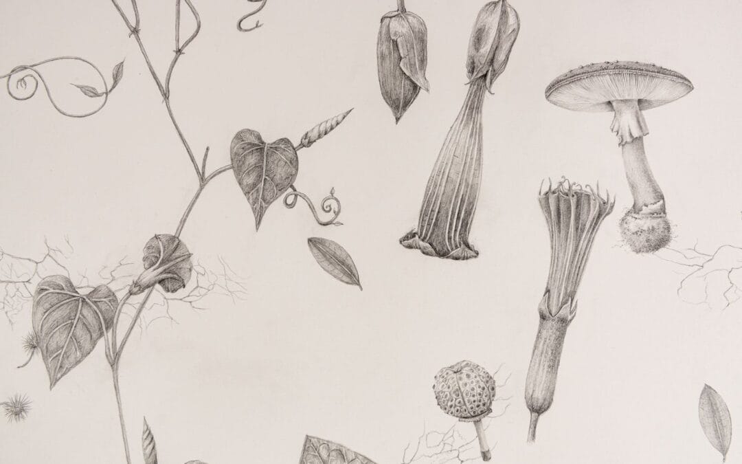The Botanical Illustrations of Donna Torres: An illustrative journey into The Nature of Drugs