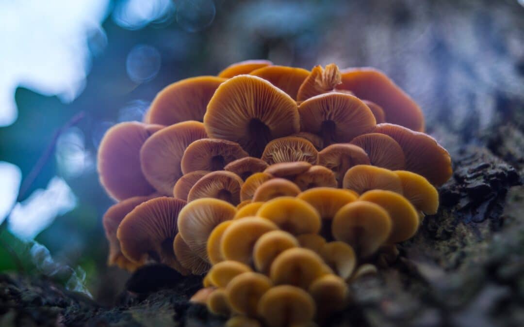Ecodelics: Can psychedelics make you more ecologically-conscious?
