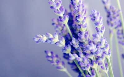 Guise of Plants: Poems on “The Mind of Plants” by Peter Larkin