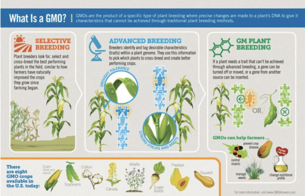 Weighing the Pros and Cons of GMOs in Our Food