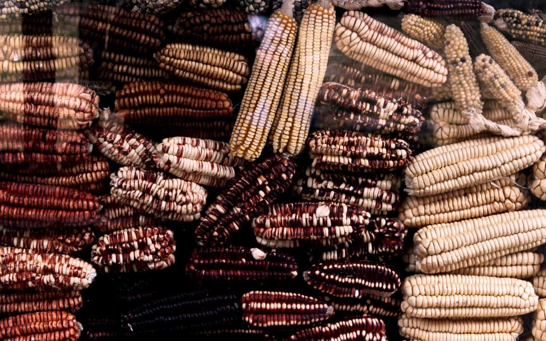 Indigenous Food Sovereignty: Nourishing Communities, Preserving Cultures