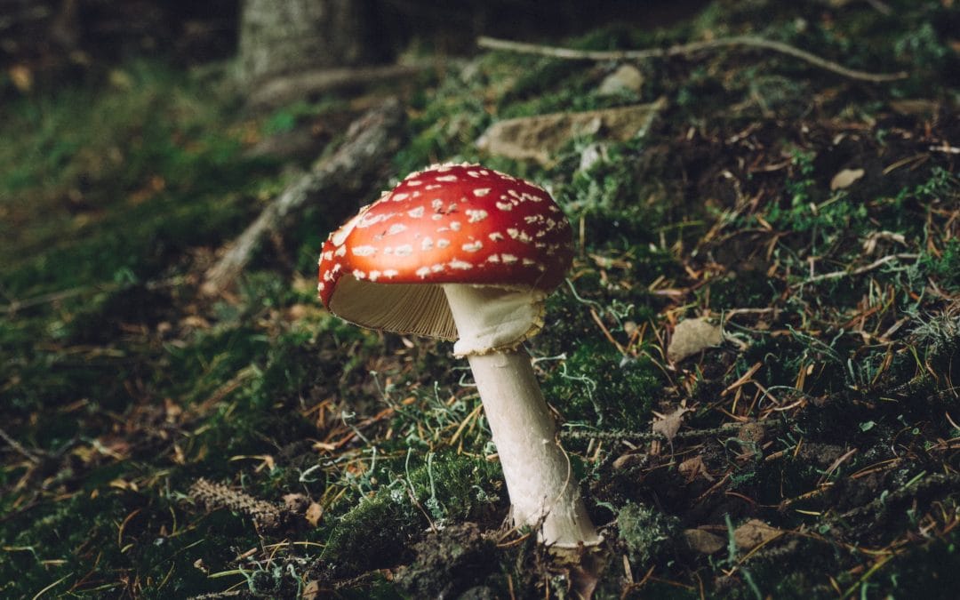 Unveiling the Enigmatic Link Between Christmas and Mushrooms