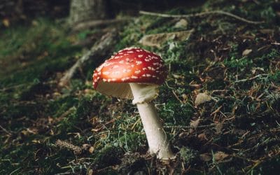 Unveiling the Enigmatic Link Between Christmas and Mushrooms